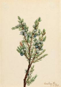 Jalovec horský Juniperus sibirica, 1917. od Mary Vaux Walcott