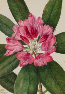 Mountain Rose-Bay Rhododendron catawbiense, 1932. od Mary Vaux Walcott