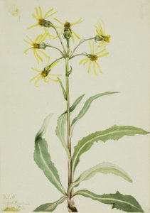Senecio lugens (Senecio lugens) od Mary Vaux Walcott