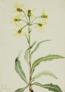 Smuteční svízel Senecio lugens, 1921. od Mary Vaux Walcott