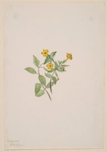 Muškátový květ (Mimulus moschatus) od Mary Vaux Walcott