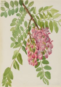 Novomexická saranče (Robinia neomexicana) od Mary Vaux Walcott