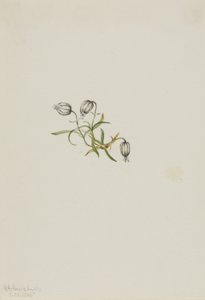 Campion kývavý (Lychnis apetala) od Mary Vaux Walcott
