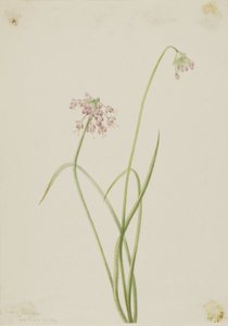 Cibule kývavá (Allium cernuum) od Mary Vaux Walcott