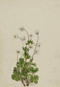 Sasanka severní Anemone parviflora, 1924. od Mary Vaux Walcott