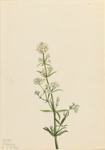 Svízel severní Galium boreale, 1922. od Mary Vaux Walcott
