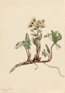 Máselník severní (Petasites hyperboreus) od Mary Vaux Walcott