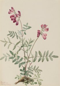 Hedysarum severní (Hedysarum boreale) od Mary Vaux Walcott