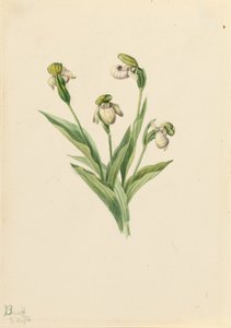 Střevíčník pantoflíček (Cypripedium passerinum) od Mary Vaux Walcott