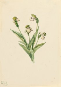 Pantoflíček severní Cypripedium passerinum, 1916. od Mary Vaux Walcott