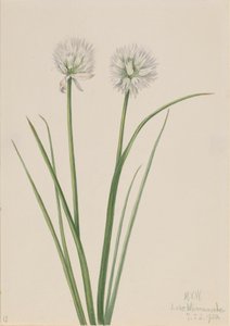 Cibule severní Allium sibiricum, 1920. od Mary Vaux Walcott