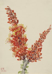 Ocotillo (Fouquieria splendens) od Mary Vaux Walcott