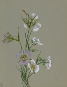 Na cestě k památníku, 1881. od Mary Vaux Walcott