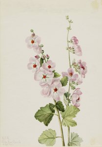 Globemallow oranžové oko (Sphaeralcea davidsonii) od Mary Vaux Walcott