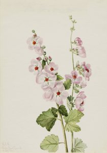Orange-Eye Globemallow Sphaeralcea davidsonii, 1926 od Mary Vaux Walcott