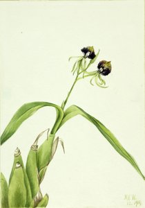Orchidej (Epidendrum cochleatum) od Mary Vaux Walcott