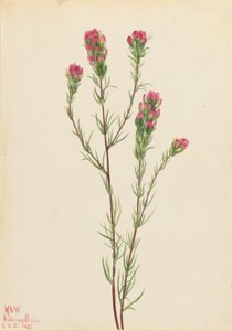 Jetel soví (Orthocarpus tenuifolius) od Mary Vaux Walcott