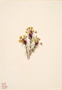 Jetel sova Orthocarpus erianthus, 1935. od Mary Vaux Walcott