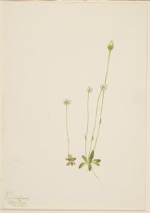 Oxytropis aepicola od Mary Vaux Walcott