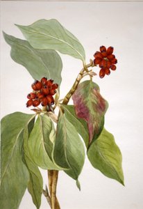 Svída tichomořská Cornus nuttallii, 1933 od Mary Vaux Walcott