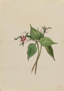 Trillium malované (Trillium undulatum) od Mary Vaux Walcott