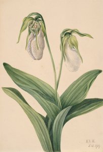 Pantofle bledé dámy Cypridedium acaule, 1919. od Mary Vaux Walcott