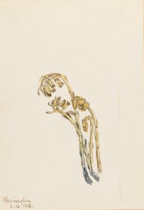 Pinesap bledý (Hypopitys americana) od Mary Vaux Walcott