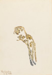 Palae Pinus hypopithecus Americana, 1918. od Mary Vaux Walcott