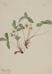 Jahodník bledý (Fragaria glauca) od Mary Vaux Walcott