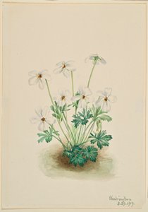 Fialka maceškovitá (Viola pedata) od Mary Vaux Walcott