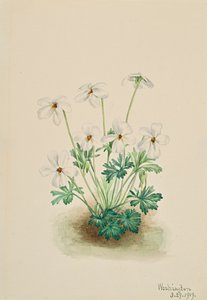 Běhoun Pansy Violet Viola, 1919. od Mary Vaux Walcott