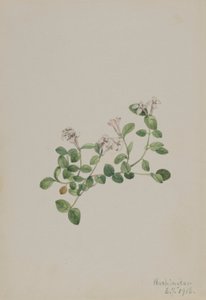 Koroptví bobule (Mitchella repena) od Mary Vaux Walcott