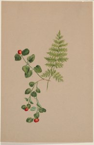 Koroptví bobule (Mitchella repens) od Mary Vaux Walcott