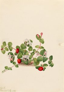 Koroptví bobule (Mitchella repens) od Mary Vaux Walcott