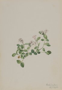 Partridgeberry Mitchella repens, 1918. od Mary Vaux Walcott