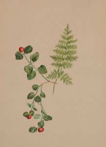 Partridgeberry Mitchella repens, ca. 1883. od Mary Vaux Walcott