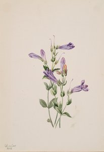 Penstemon Penstimon fruiticosus, 1903. od Mary Vaux Walcott