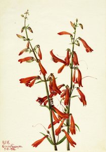 Pentstemon (Pentstemon barbatus) od Mary Vaux Walcott