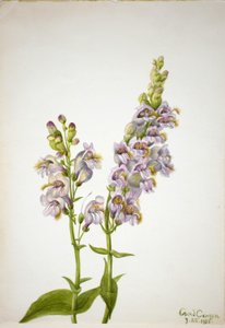 Pentstemon (Pentstemon macranthus) od Mary Vaux Walcott