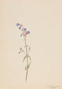 Pentstemon (Pentstemon procerus) od Mary Vaux Walcott
