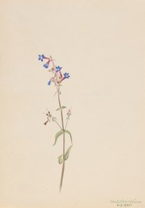 Penstemon Penstemon procerus, 1905. od Mary Vaux Walcott