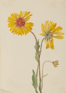 Vytrvalá Gaillardia Gaillardia aristata, 1904. od Mary Vaux Walcott
