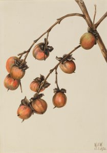 Persimmon (Diospyros virginiana) od Mary Vaux Walcott