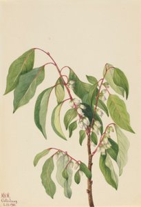 Persimmon (Diospyros virginiana) od Mary Vaux Walcott