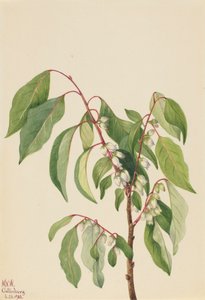 Tomel Diospyros virginiana, 1932. od Mary Vaux Walcott