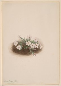 Phlox od Mary Vaux Walcott