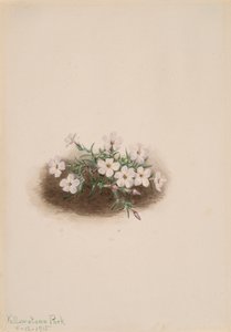 Phlox, 1915. od Mary Vaux Walcott