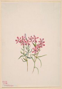 Phlox stansburyi od Mary Vaux Walcott