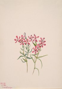 Phlox Stansburyi, 1938. od Mary Vaux Walcott
