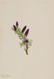 Picea engelmanni od Mary Vaux Walcott